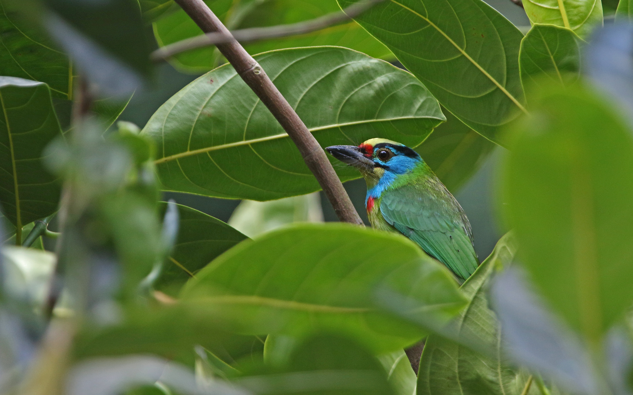 Indochinese Barbet illustration