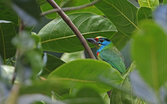 Psilopogon annamensis