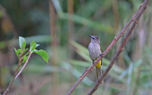 Flavescent Bulbul (Pycnonotus flavescens), photo 7