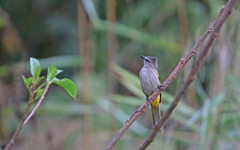 Pycnonotus flavescens