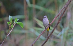 Pycnonotus flavescens
