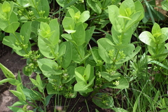 Vangueria venosa