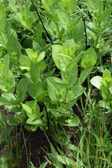 Vangueria venosa