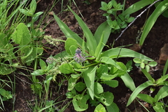 Ledebouria asperifolia