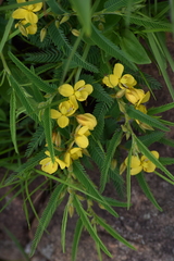 Chamaecrista plumosa