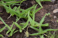 Ledebouria asperifolia
