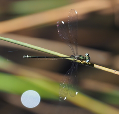 Miniargiolestes minimus