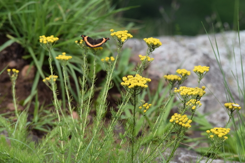 Maritzburg Sheepdaisy (Phymaspermum pinnatifidum)