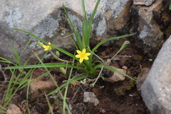 Hypoxis angustifolia
