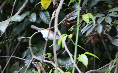 Black-headed Parrotbill (Paradoxornis margaritae), photo 9