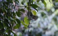 Psittiparus margaritae