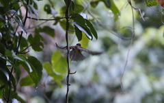 Psittiparus margaritae