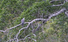Ducula badia