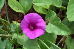 Ipomoea pellita