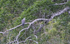 Ducula badia