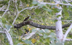 Blythipicus pyrrhotis