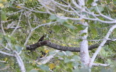 Blythipicus pyrrhotis