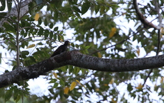 Blythipicus pyrrhotis