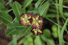 Pachycarpus concolor