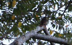 Blythipicus pyrrhotis