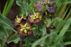 Pachycarpus concolor