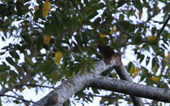 Blythipicus pyrrhotis