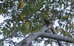 Blythipicus pyrrhotis