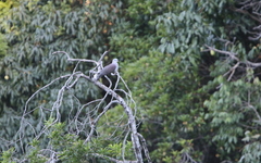 Ducula badia