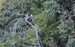 Ducula badia