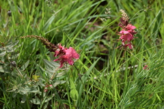 Indigofera rostrata