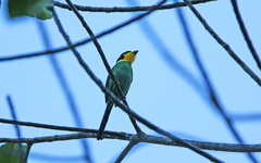 Psarisomus dalhousiae