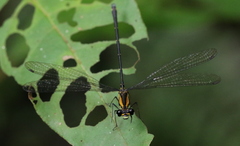 Nesolestes ranavalona