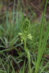 Orthochilus foliosus