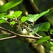 Rhamnus nakaharai - Photo (c) Jacy Chen, some rights reserved (CC BY), uploaded by Jacy Chen