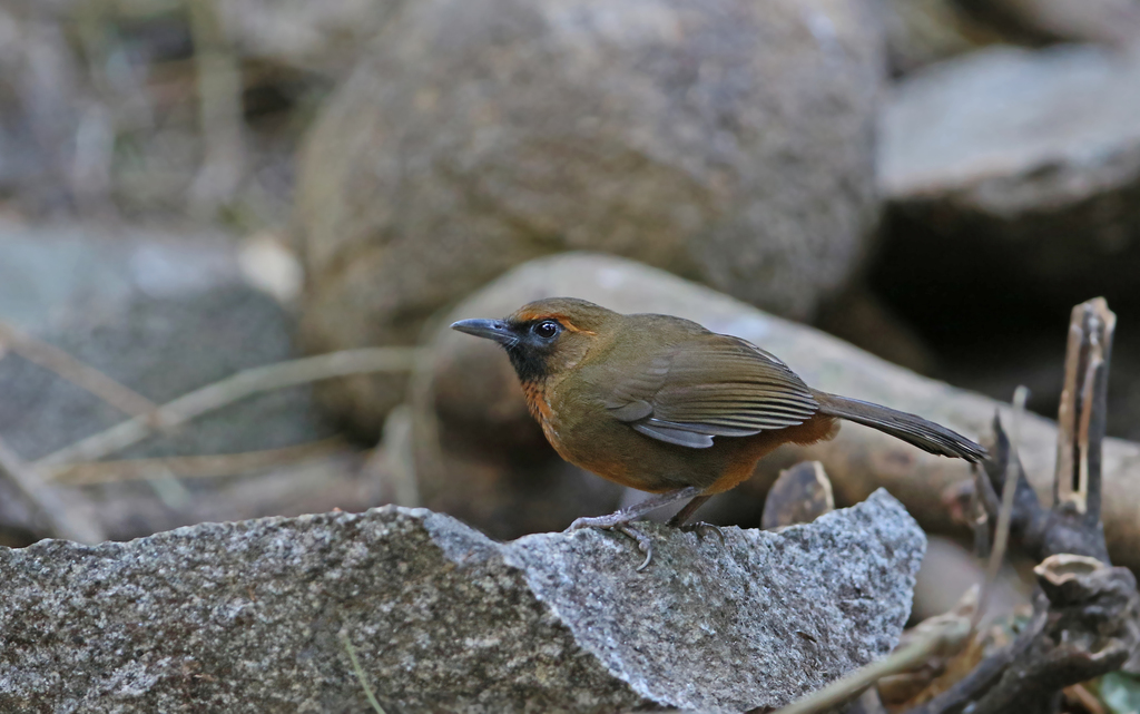 Garrulax annamensis