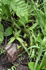 Hypoxis angustifolia buchananii