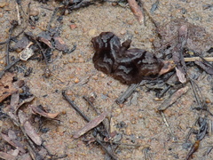 Helias phalaenoides
