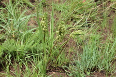 Orthochilus foliosus