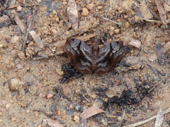 Helias phalaenoides