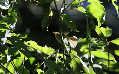 Phylloscopus ogilviegranti