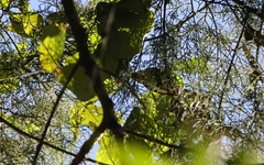 Psittiparus margaritae