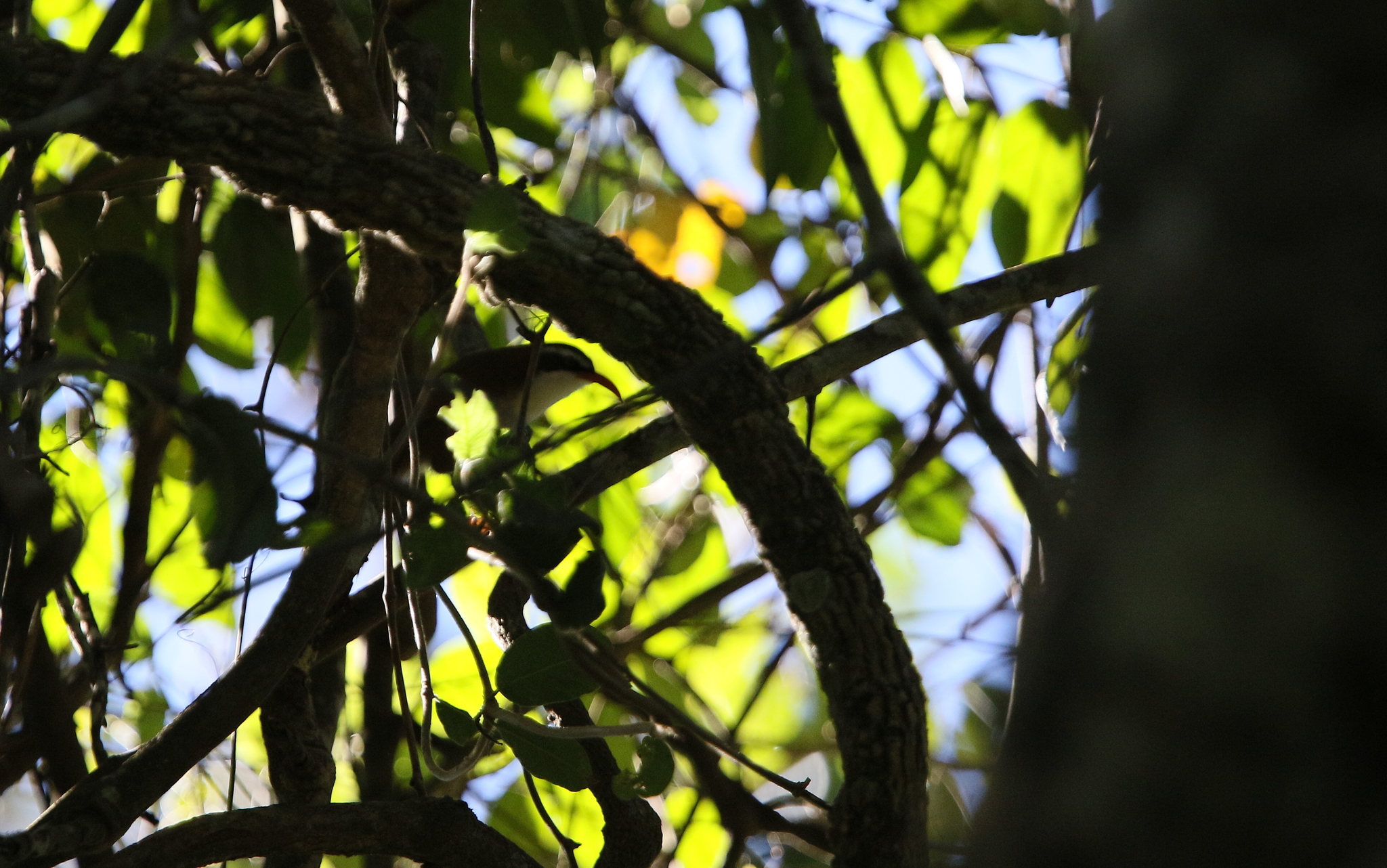 Red-billed Scimitar Babbler (Pomatorhinus ochraceiceps), photo 6