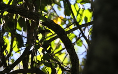 Pomatorhinus ochraceiceps