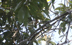 Psittiparus margaritae