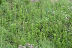 Ophrestia oblongifolia