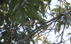 Psittiparus margaritae