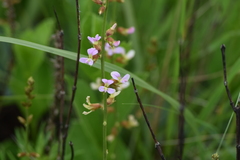 Ophrestia oblongifolia