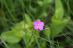 Dianthus zeyheri