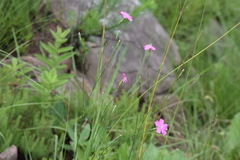 Dianthus zeyheri