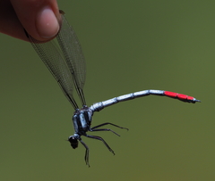 Philosina buchi
